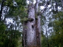 whangarei (59)